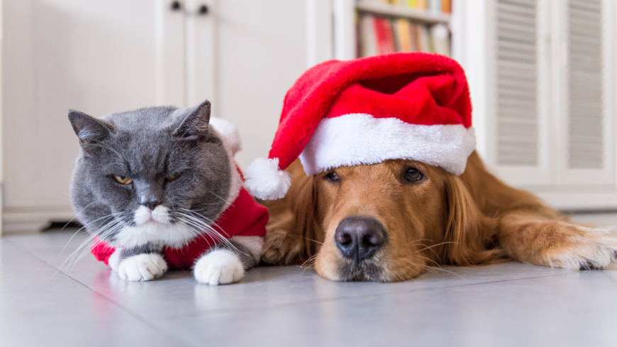 Mycket av det vi människor njuter av till jul kan innebära fara för din hund eller katt. Om olyckan är framme, kontakta alltid veterinär. Foto: Shutterstock